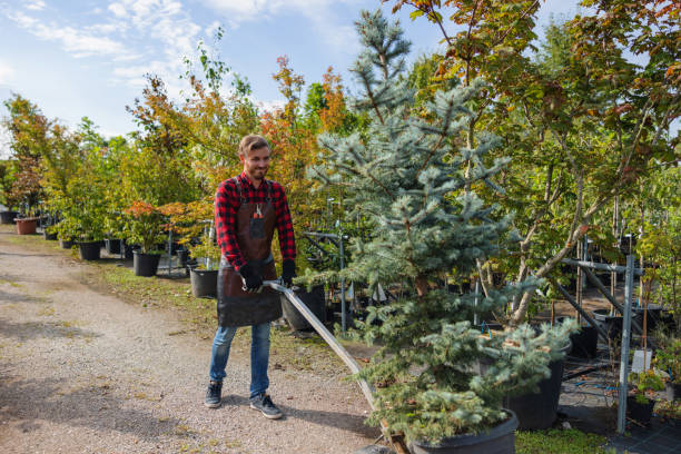 Best Emergency Storm Tree Removal  in Franklin Furnace, OH